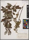 Foto von Salix cinerea L.